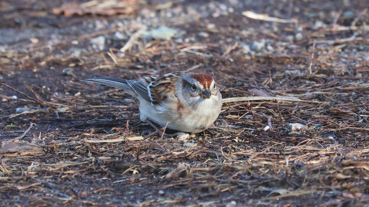 American Tree Sparrow - ML613562238