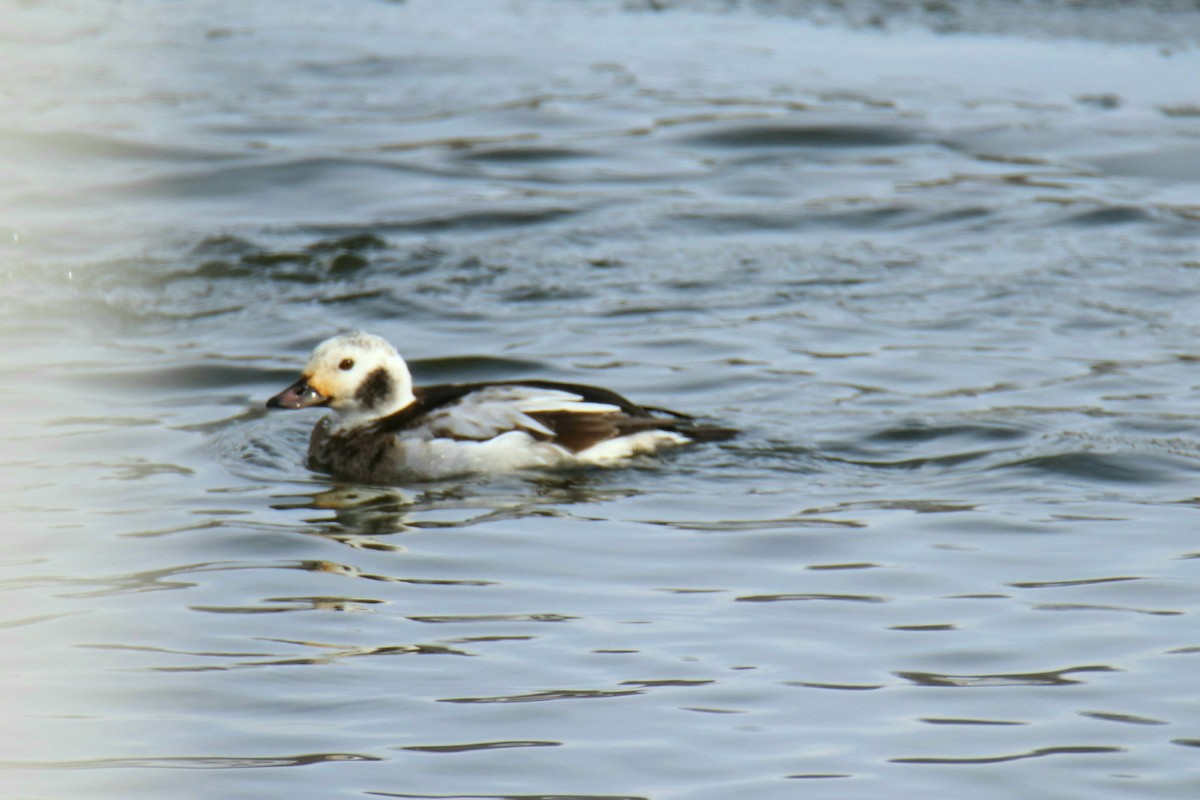 Long-tailed Duck - ML613562445