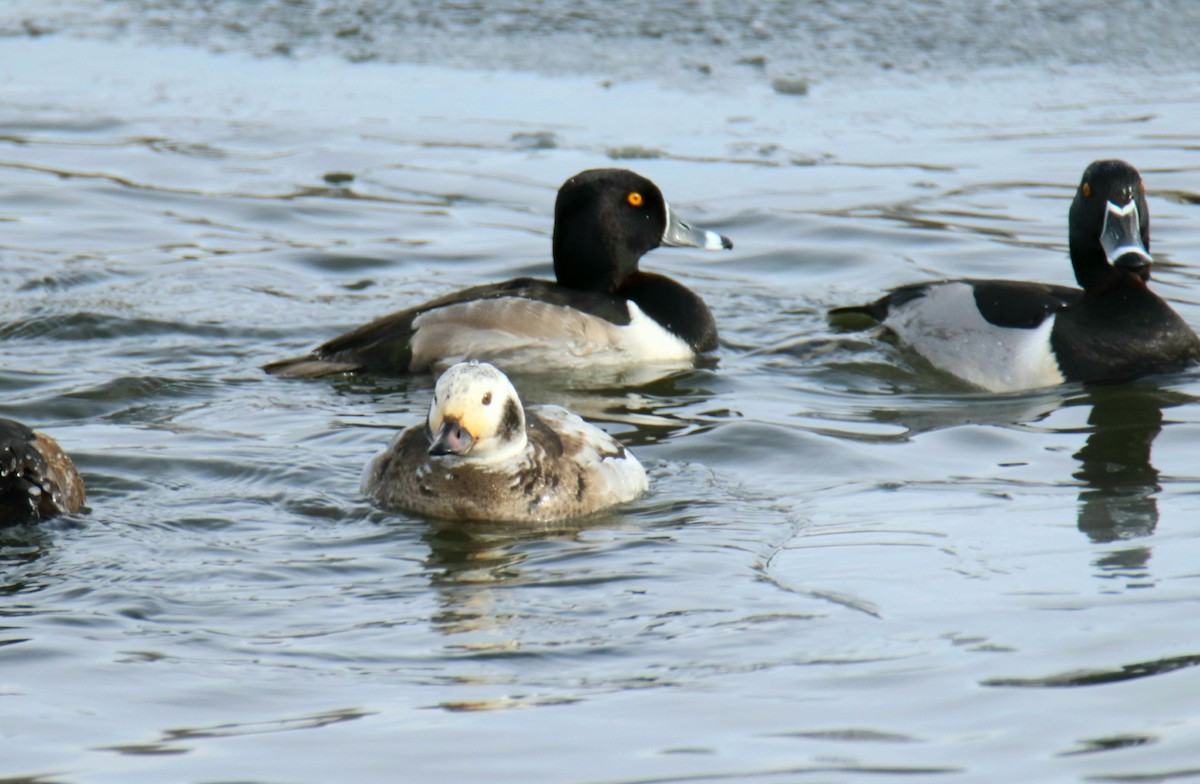 Long-tailed Duck - ML613562446