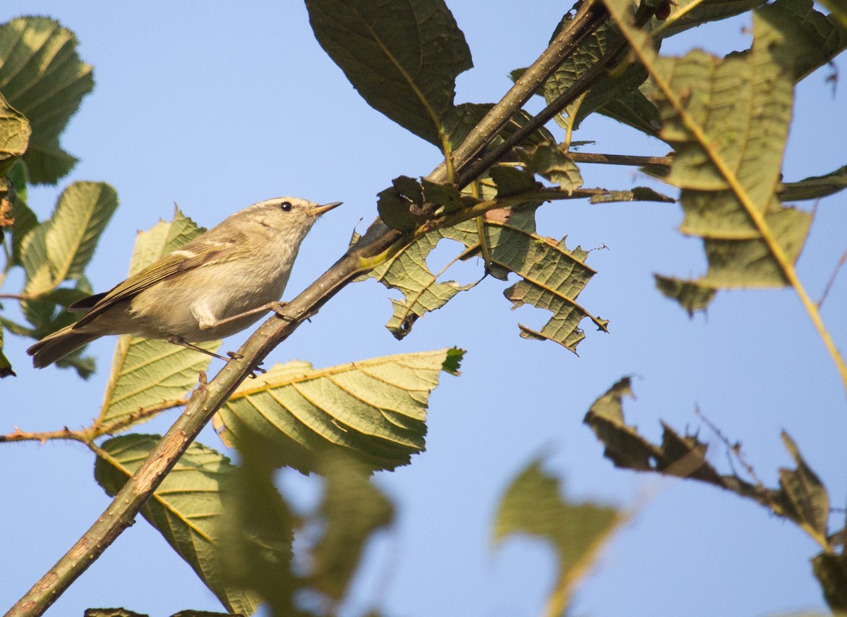 Hume's Warbler - ML613562883