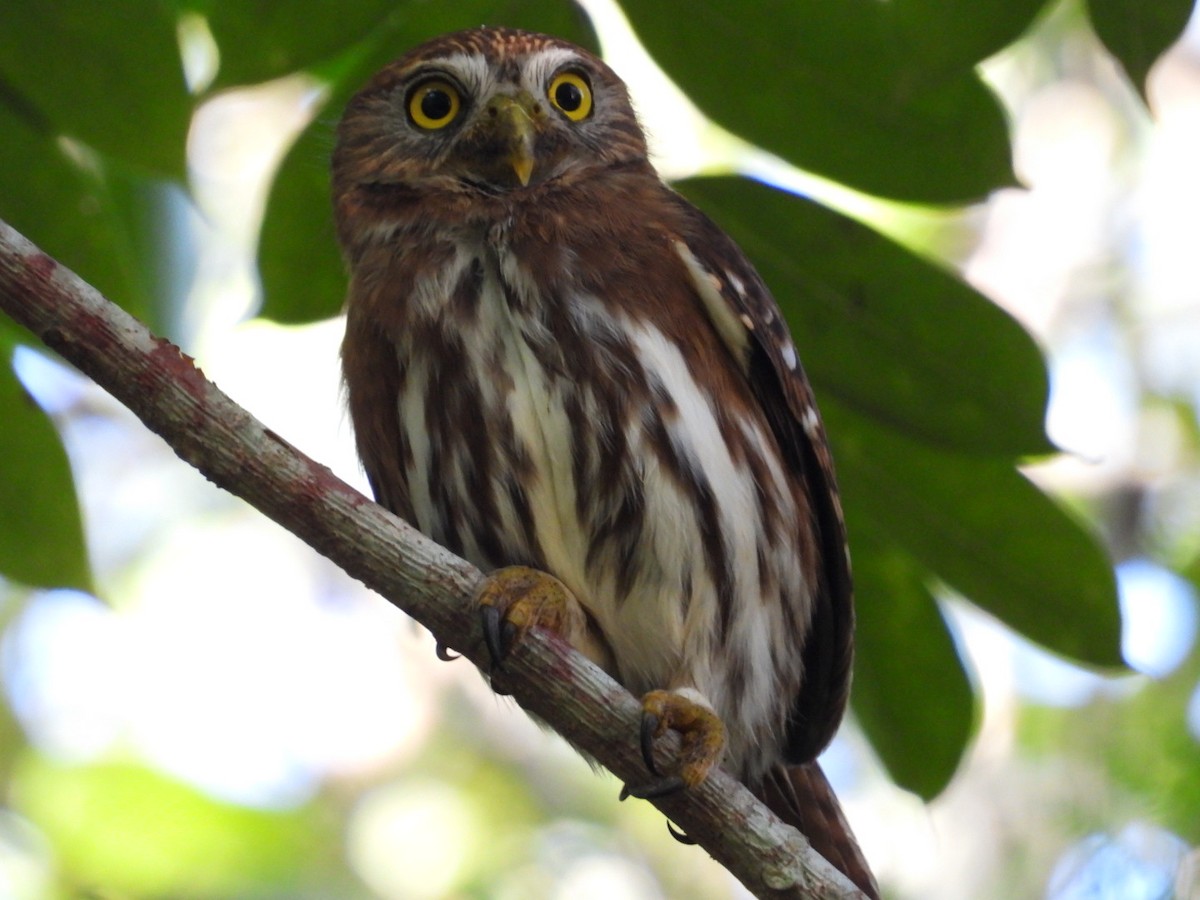 Ferruginous Pygmy-Owl - ML613563222