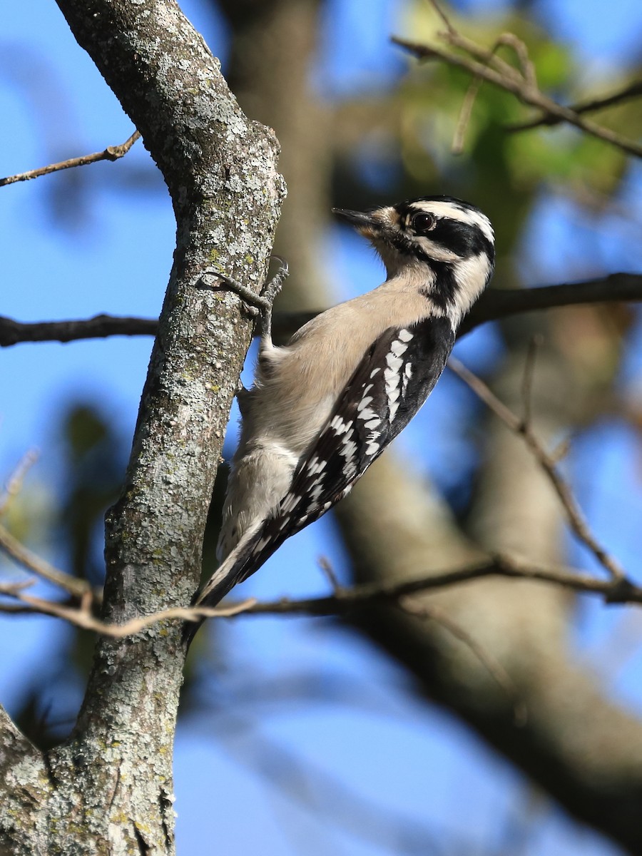 Downy Woodpecker - ML613563227