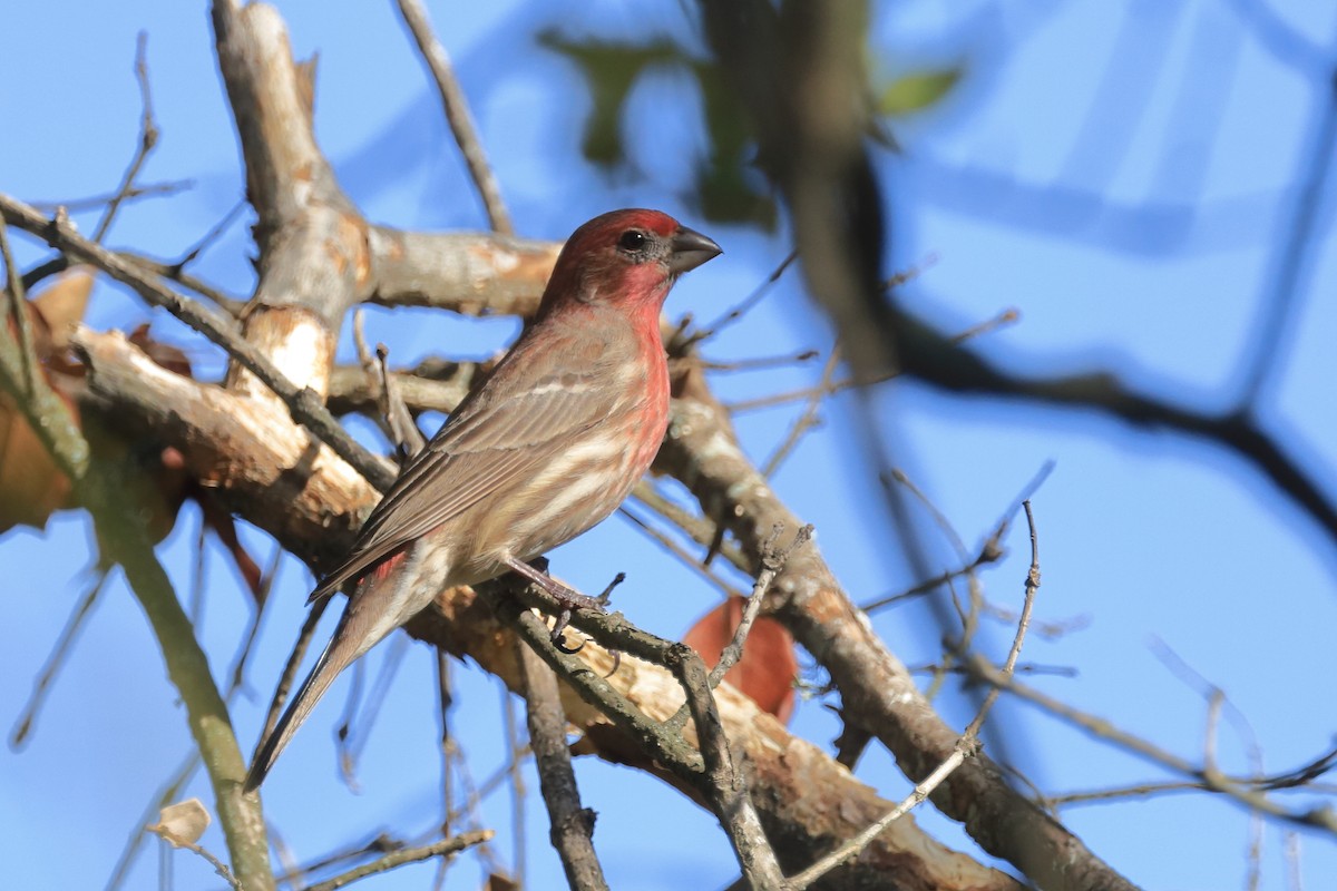 House Finch - Phil Stouffer
