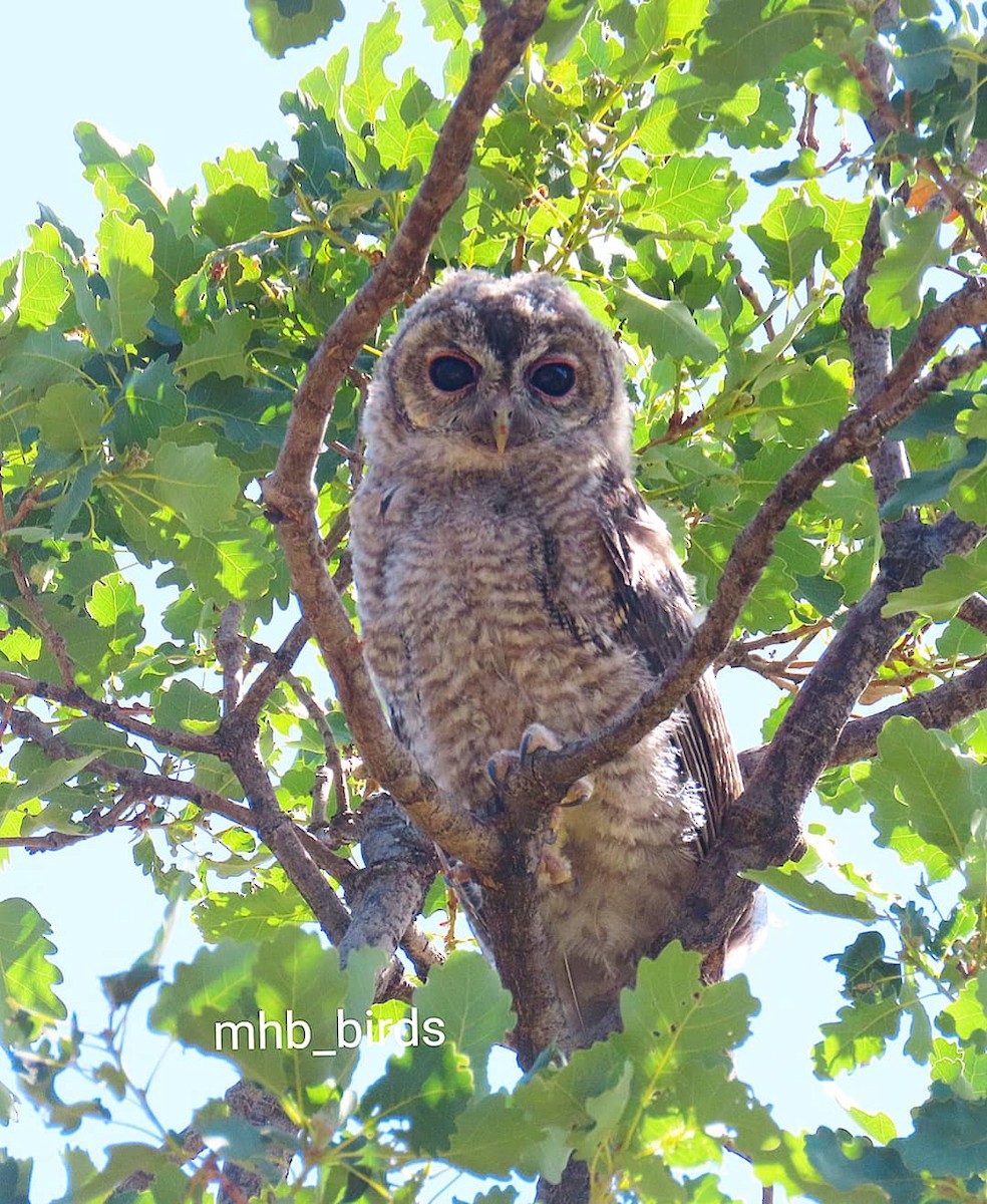 Tawny Owl - ML613563266