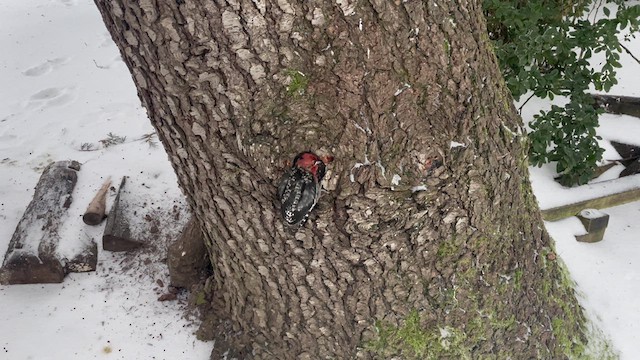 Red-breasted Sapsucker - ML613563460