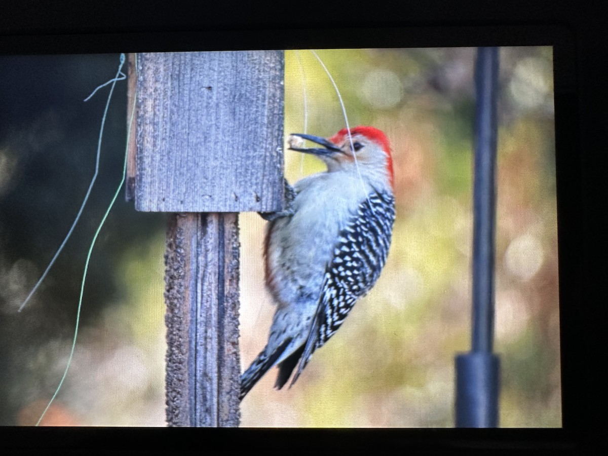 Red-bellied Woodpecker - ML613563849