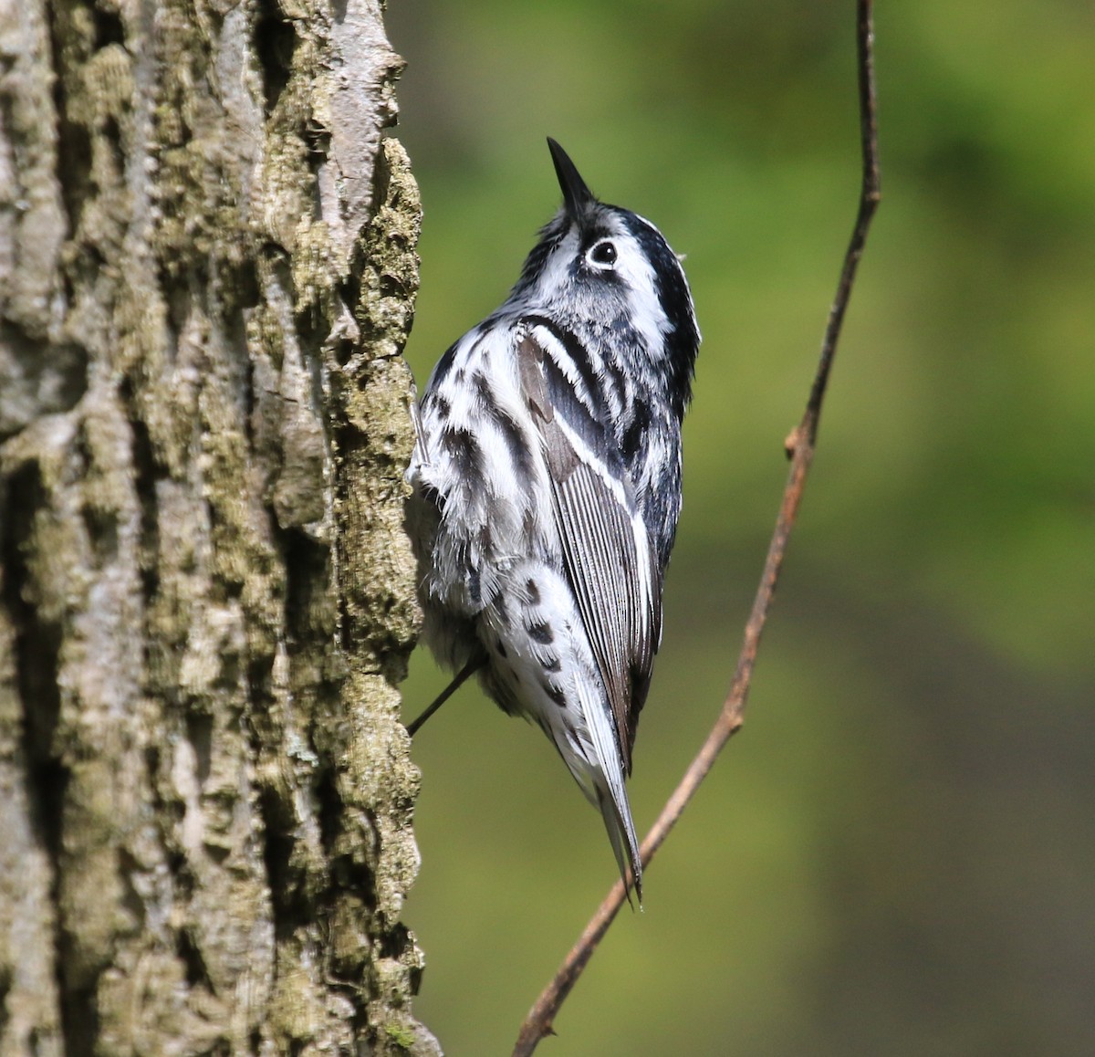Black-and-white Warbler - ML613564584