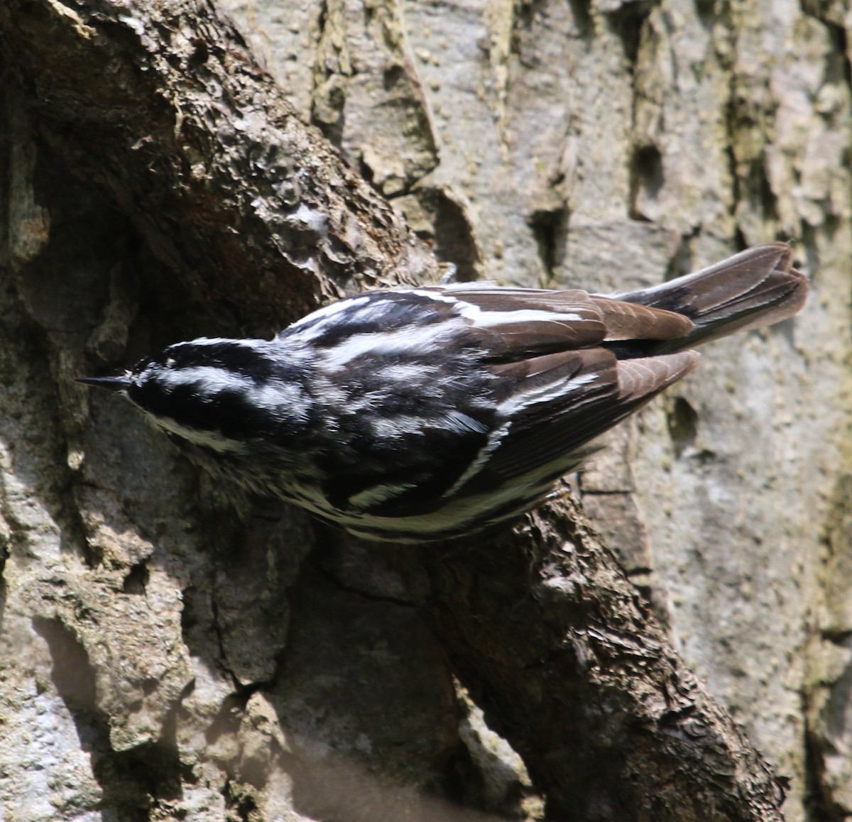 Black-and-white Warbler - ML613564585