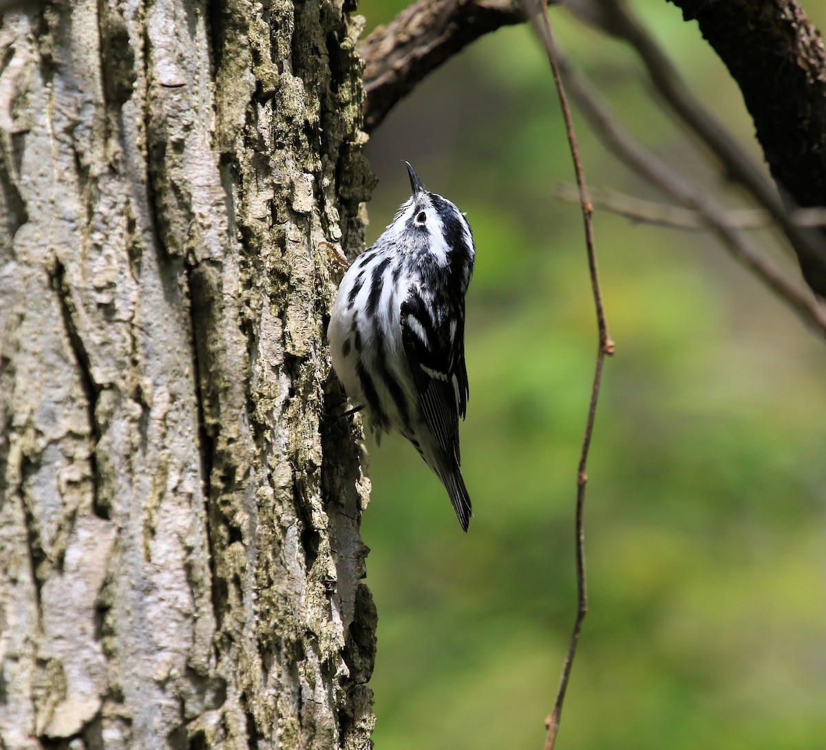 Black-and-white Warbler - ML613564587
