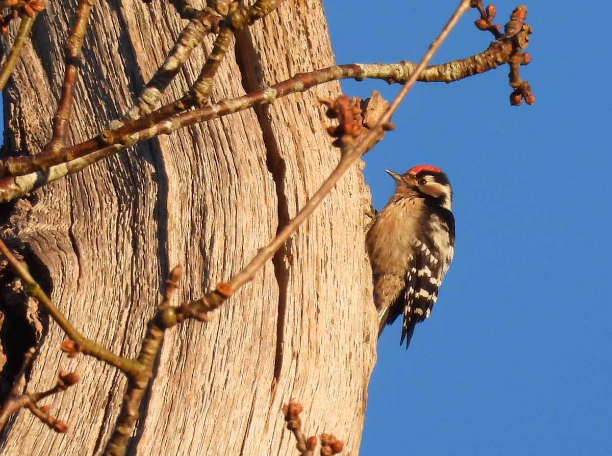 Lesser Spotted Woodpecker - ML613564596