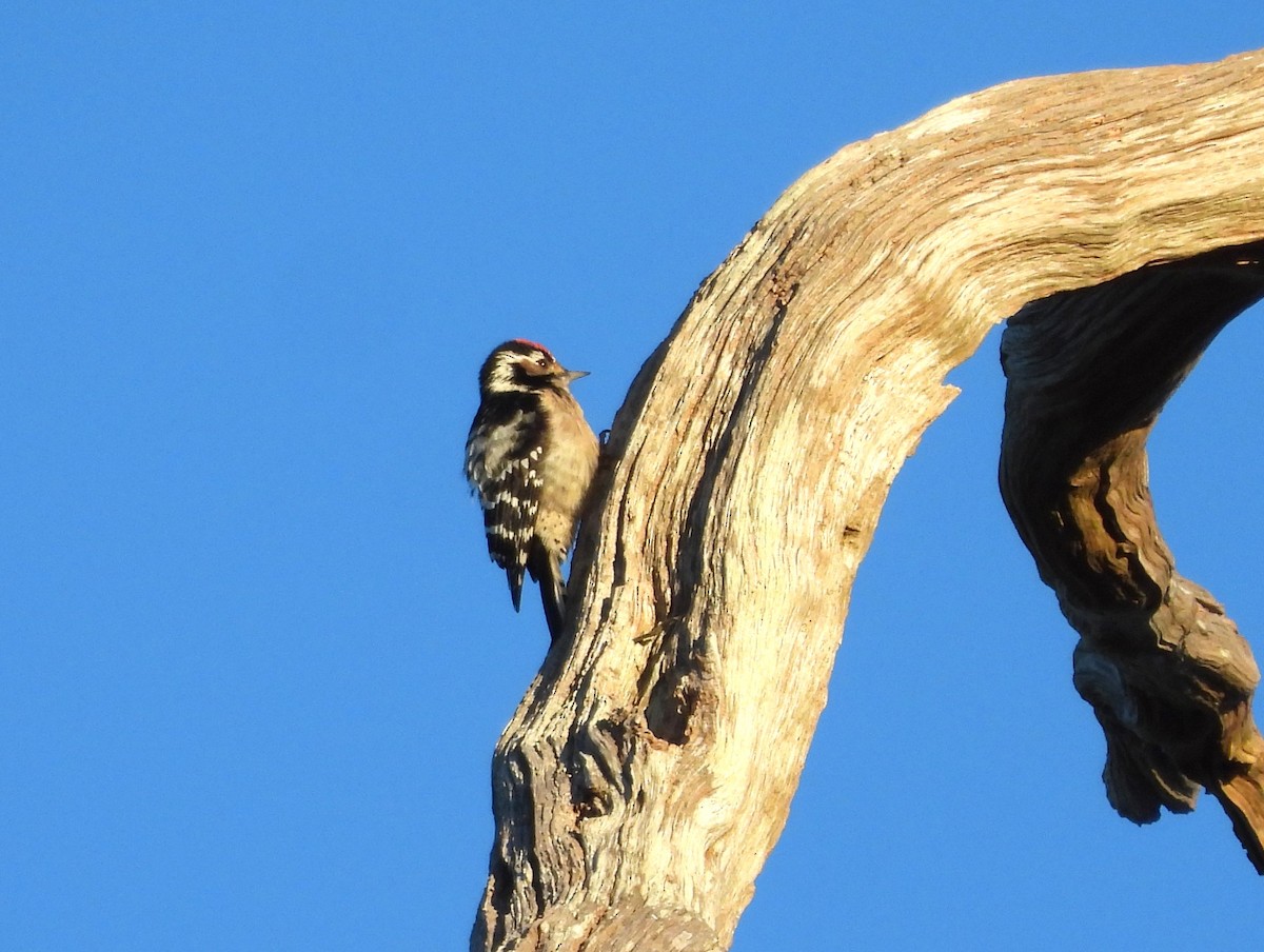 Lesser Spotted Woodpecker - ML613564617