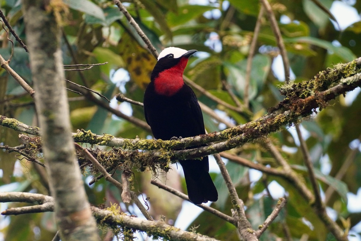 White-capped Tanager - ML613564648