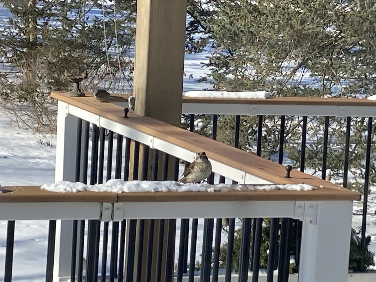 eBird Checklist 15 Jan 2024 39 Mason Road Fairport, NY 14450 1