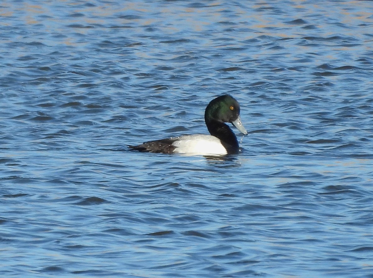 Greater Scaup - ML613564697