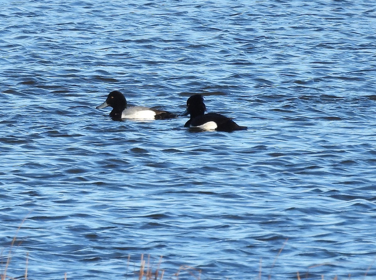 Greater Scaup - ML613564702