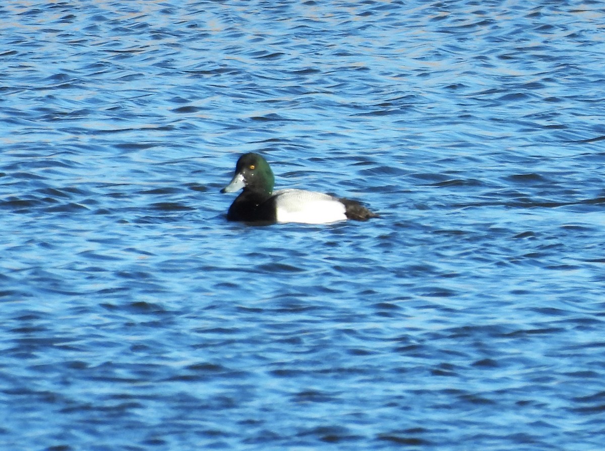 Greater Scaup - ML613564705