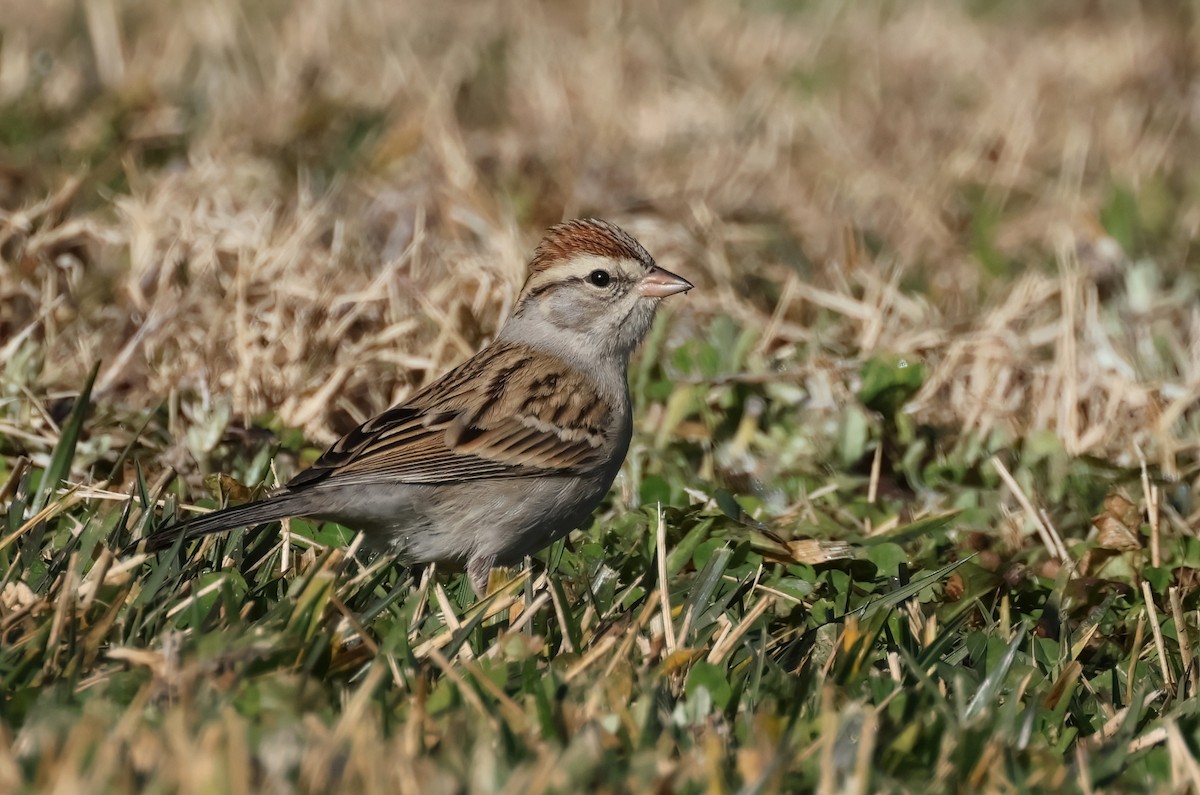 Chipping Sparrow - ML613564867