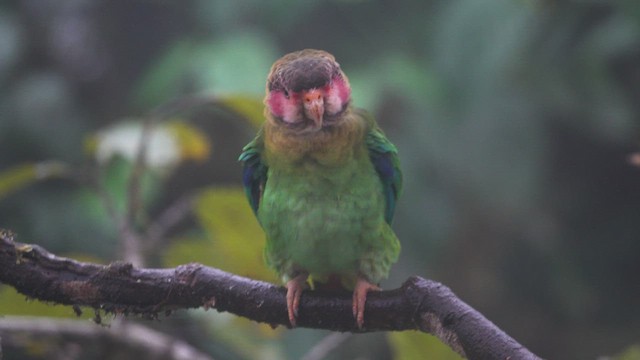 Rose-faced Parrot - ML613565024