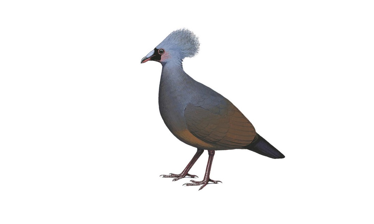 Gey jinsiy aloqa haqida qisqa video