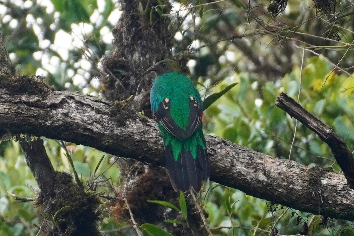 Crested Quetzal - ML613565159