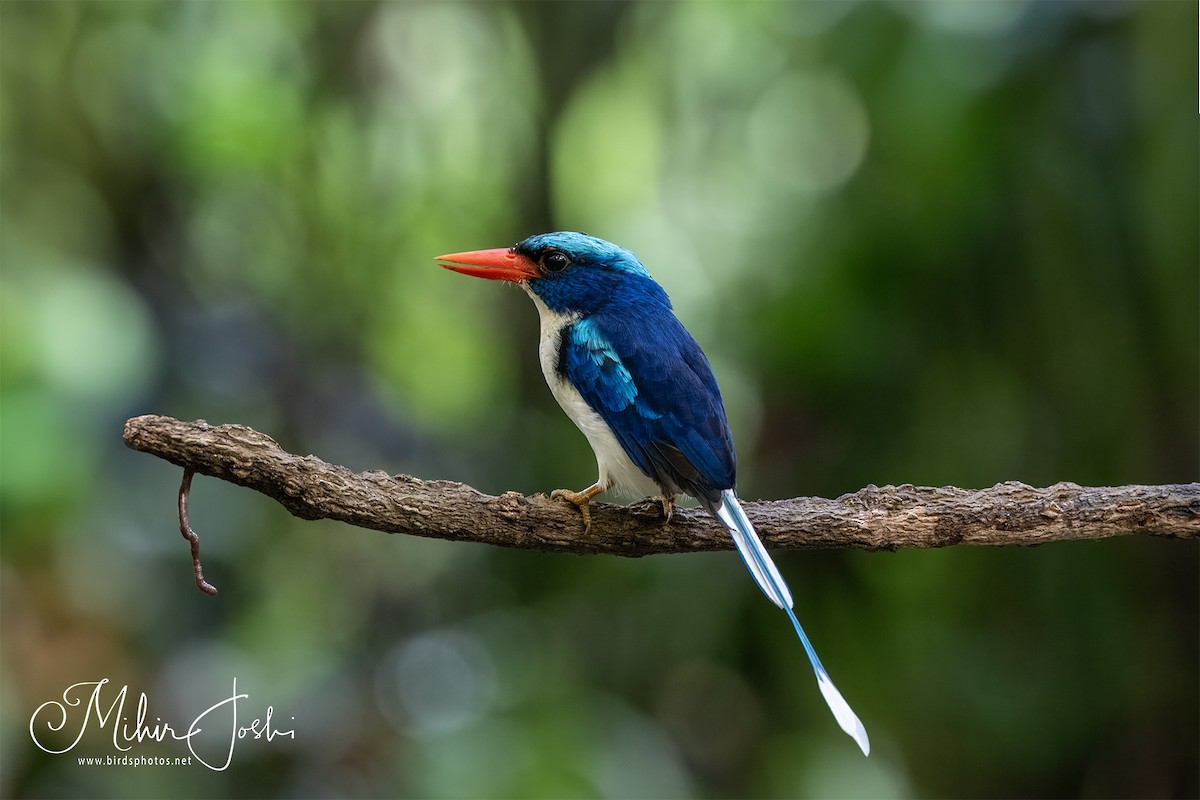 Common Paradise-Kingfisher - Mihir Joshi
