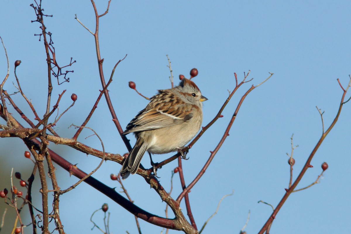 American Tree Sparrow - ML613565463