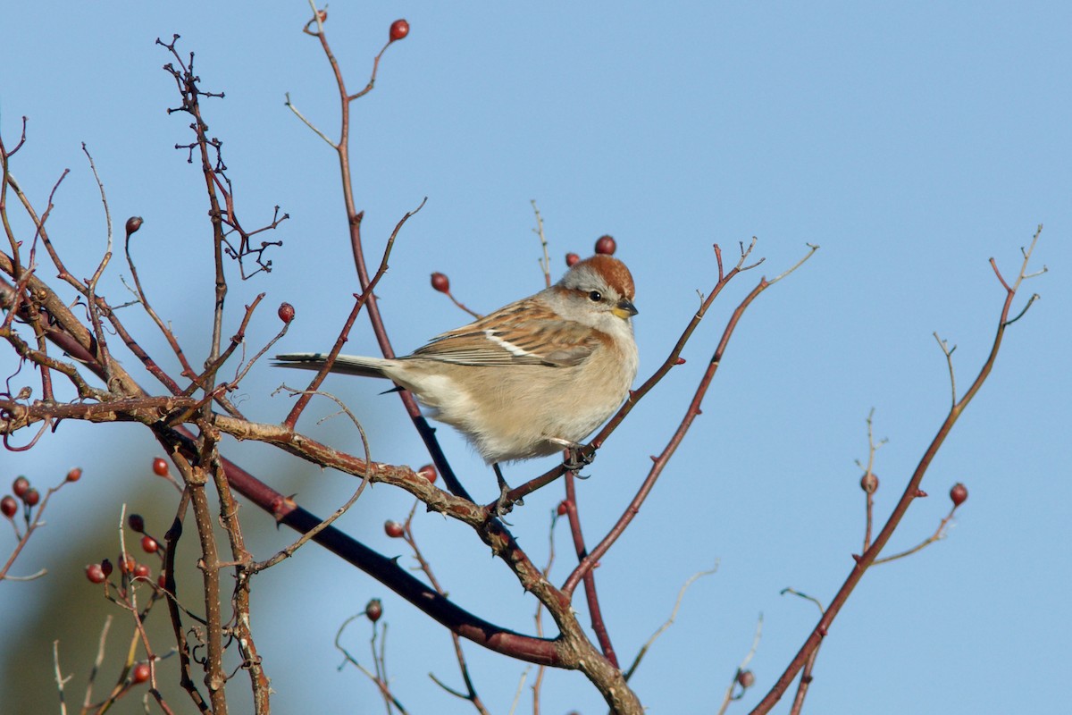 American Tree Sparrow - ML613565464