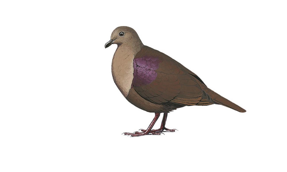 Thick-billed Ground Dove - Pampusana salamonis - Birds of the World