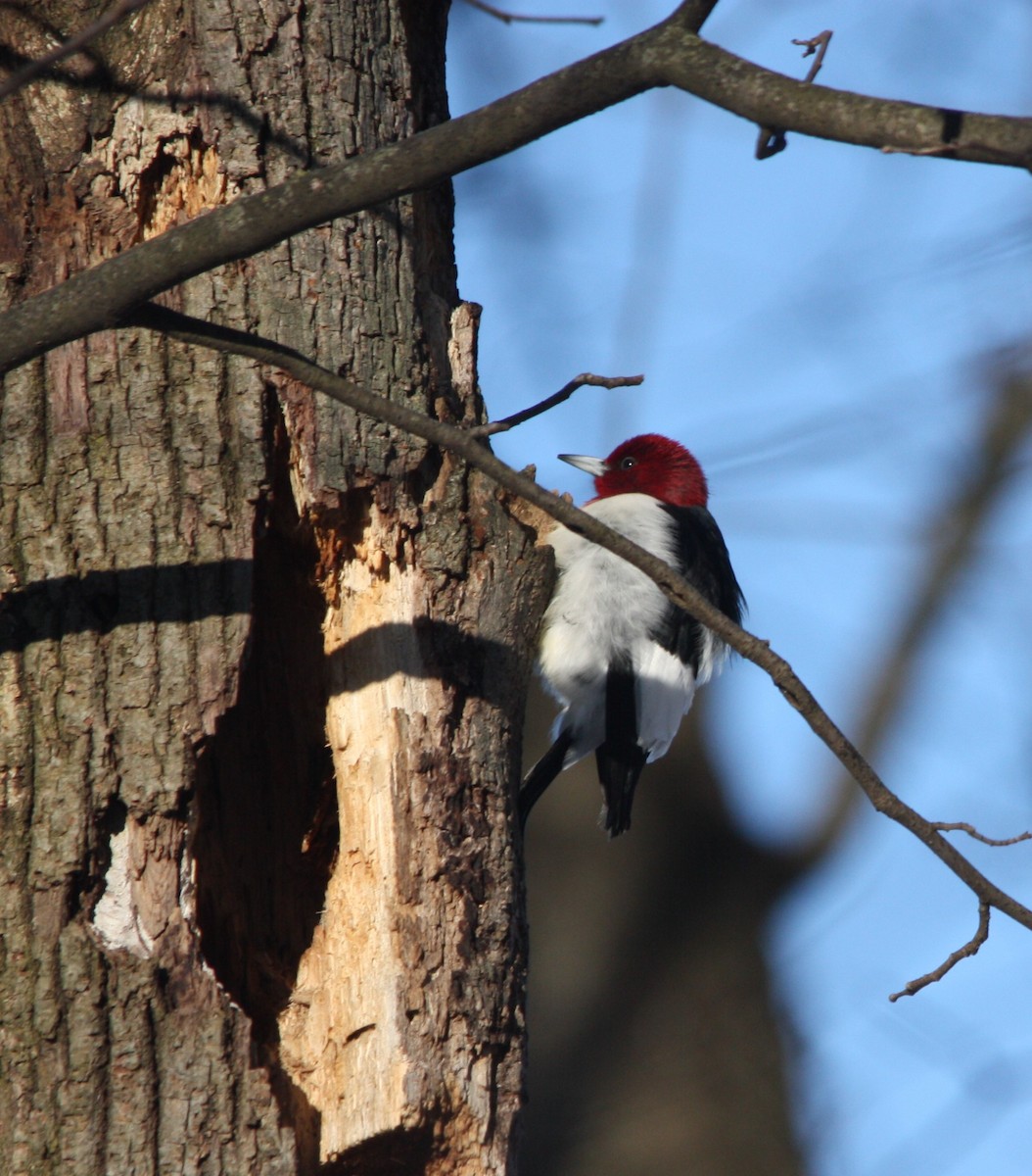 Red-headed Woodpecker - Marc Hanneman