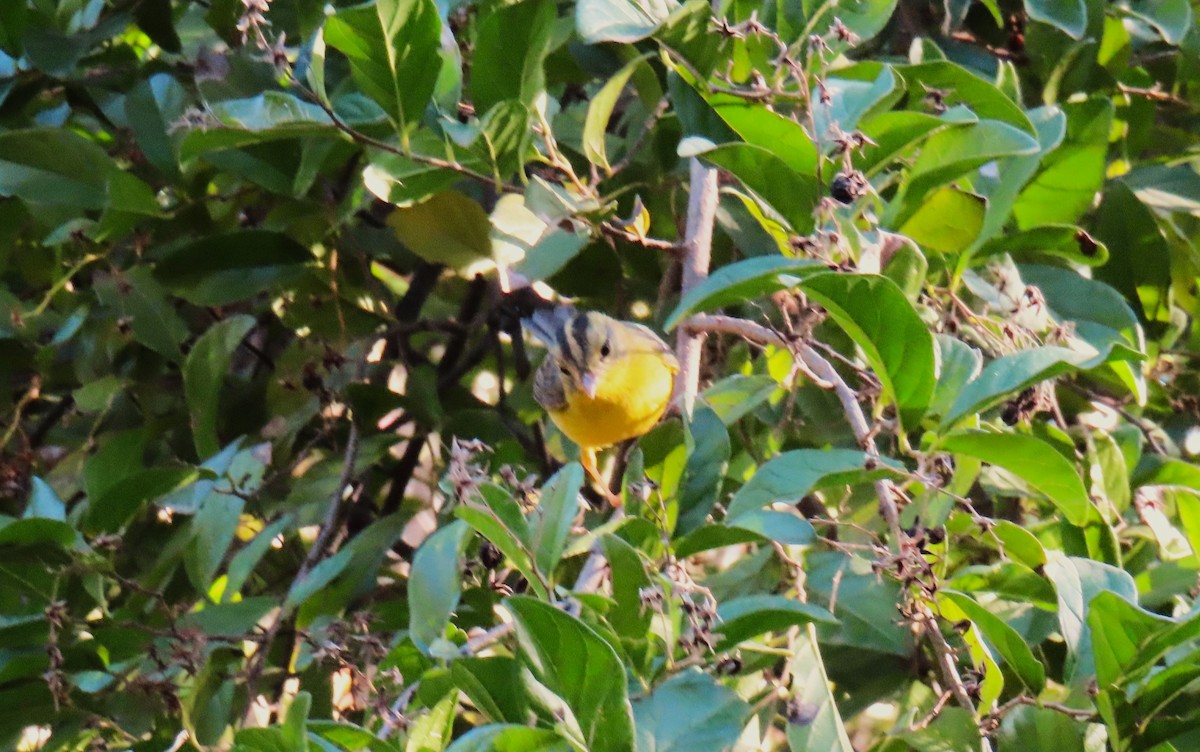 Golden-crowned Warbler - Daniel Perales