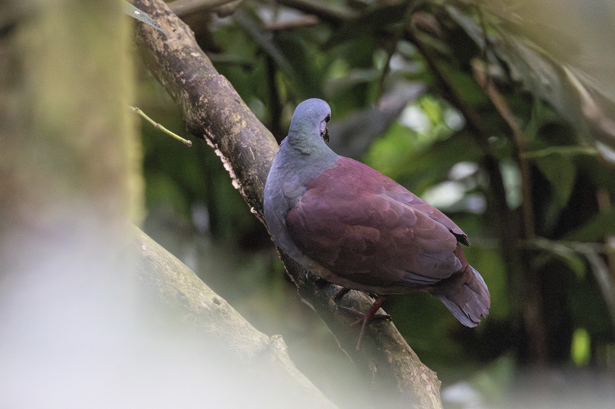 Buff-fronted Quail-Dove - ML613566541