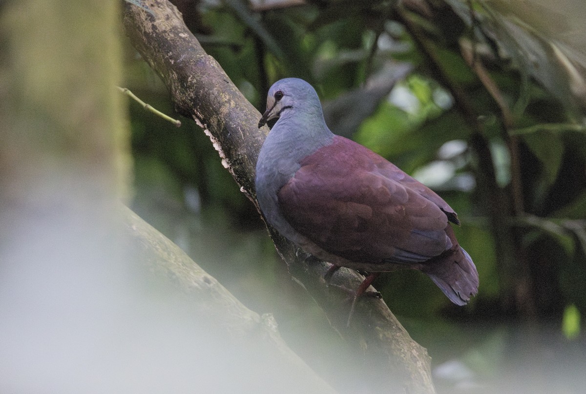 Buff-fronted Quail-Dove - ML613566542
