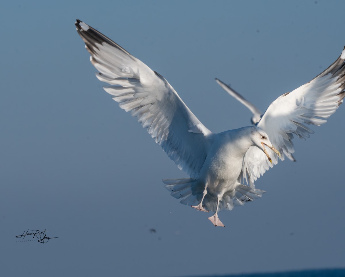 Caspian Gull - HARUN RESIT UNEY
