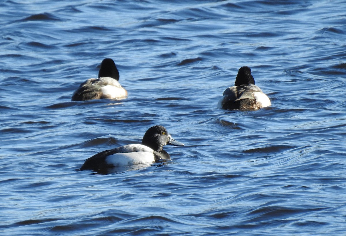 Greater Scaup - ML613566851