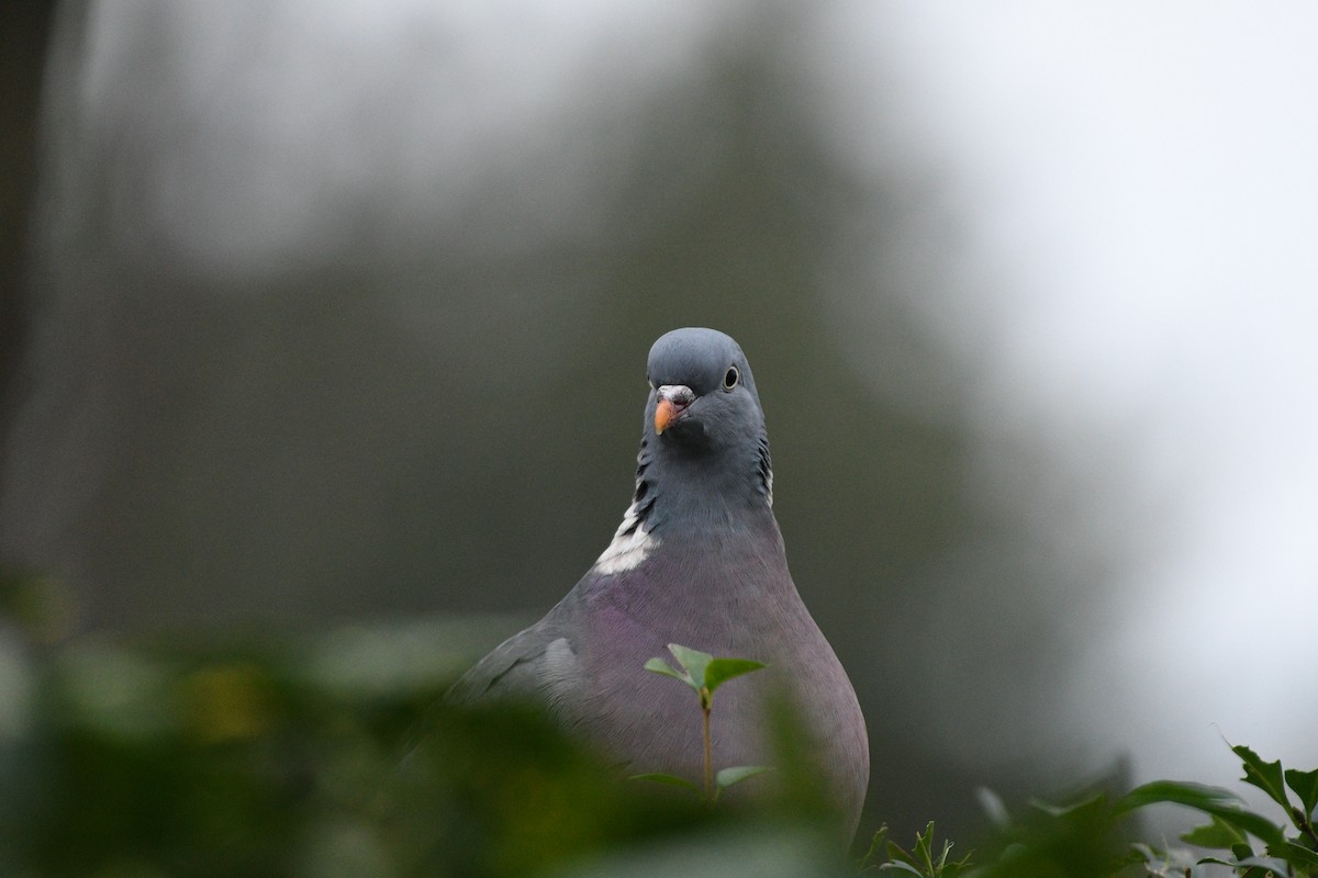 Common Wood-Pigeon - ML613566969