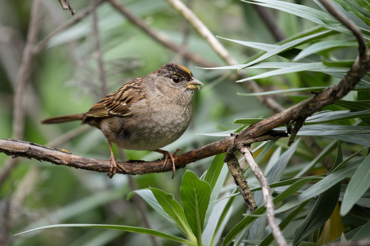 Golden-crowned Sparrow - ML613567019