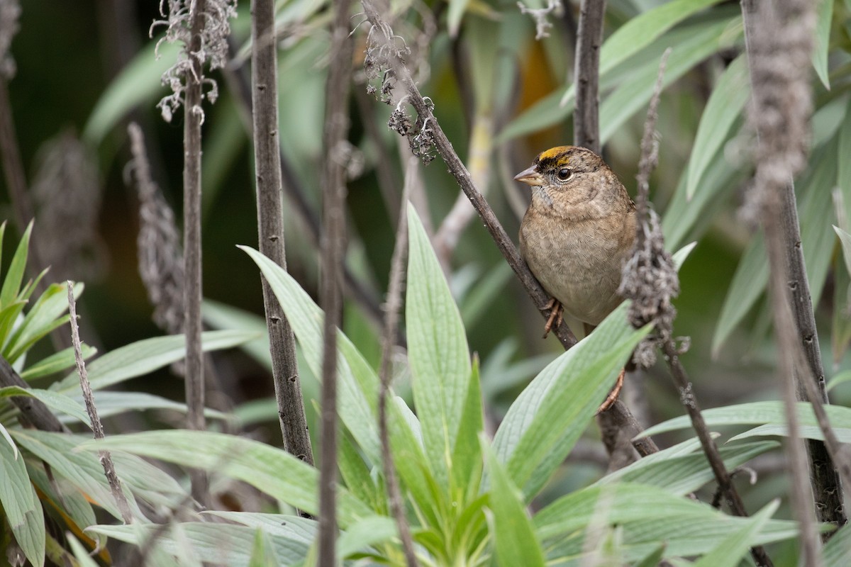 Golden-crowned Sparrow - ML613567024