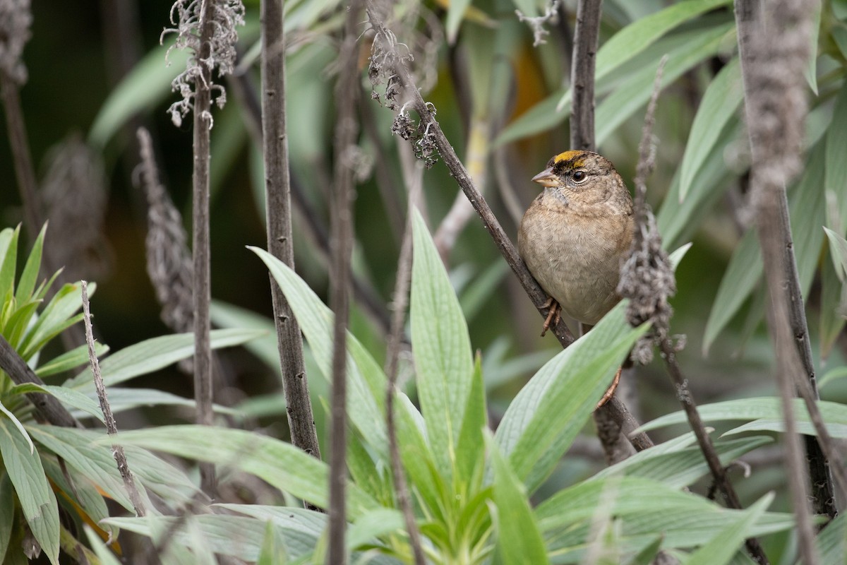 Golden-crowned Sparrow - ML613567029