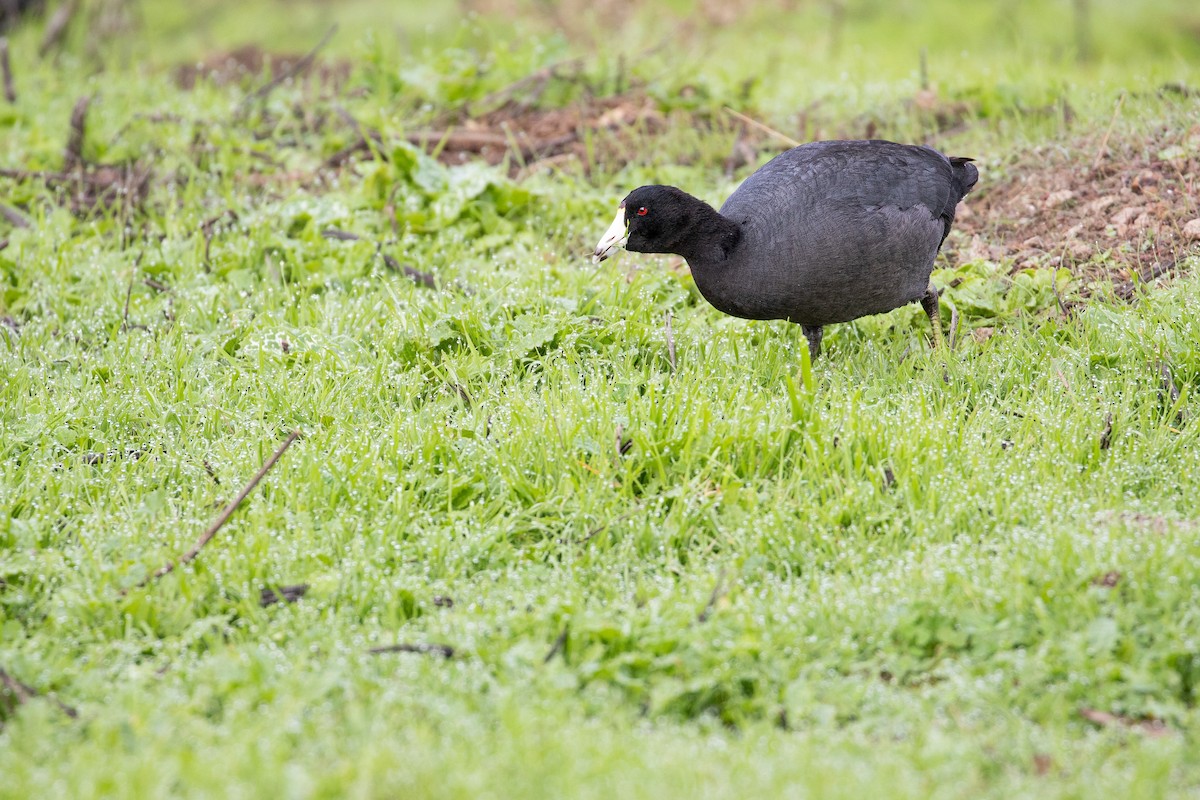 American Coot (Red-shielded) - ML613567047