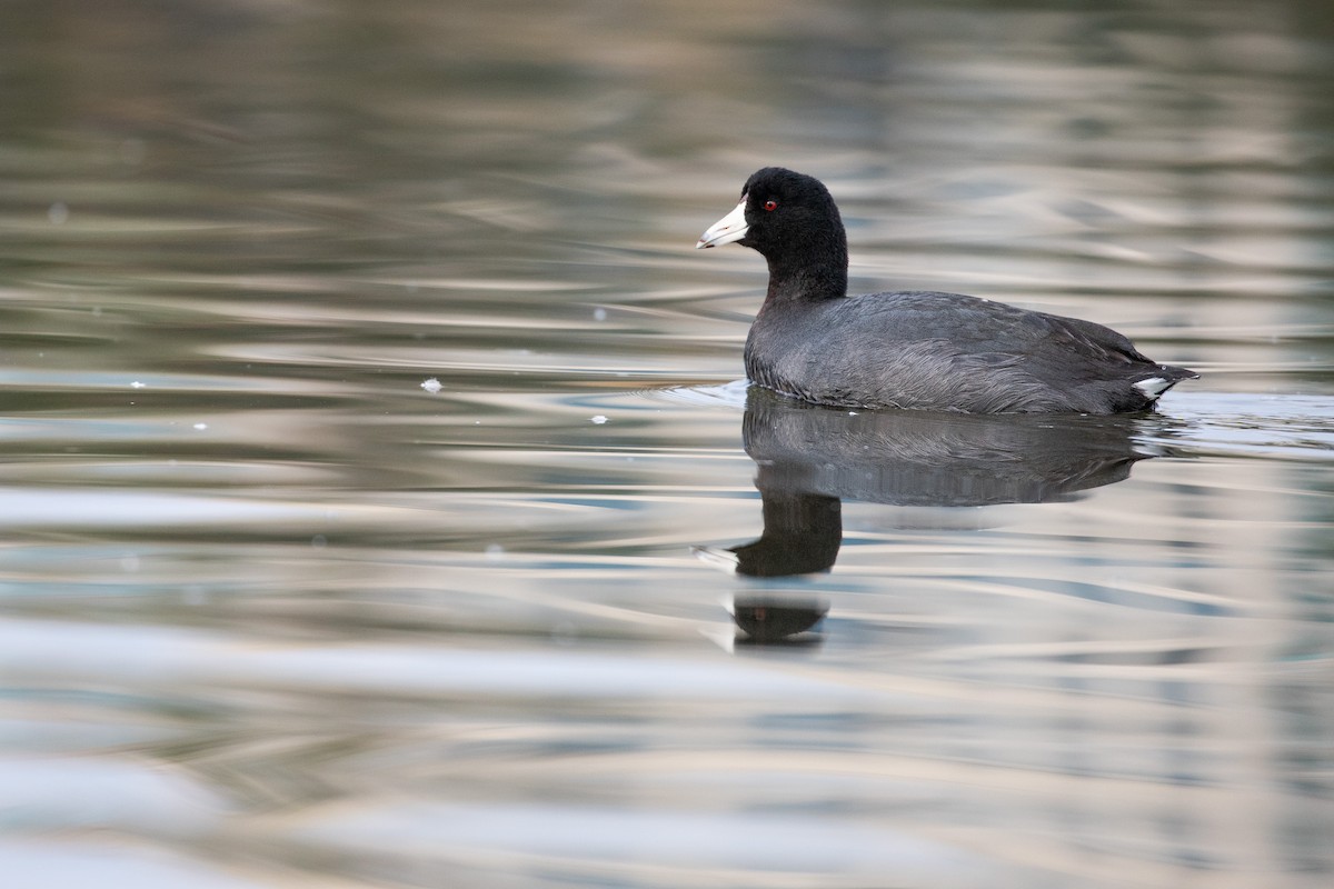 American Coot (Red-shielded) - ML613567048
