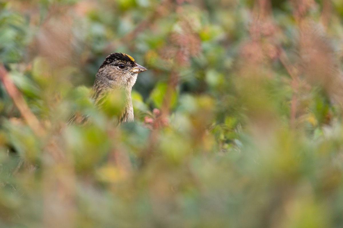 Golden-crowned Sparrow - ML613567076