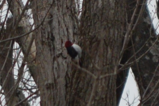 Red-headed Woodpecker - Cole Tiemann