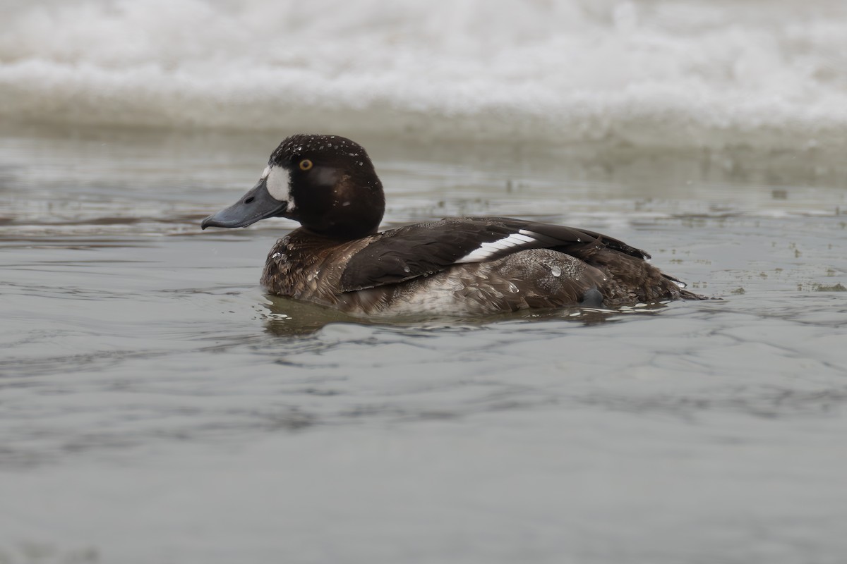 Greater Scaup - ML613568203