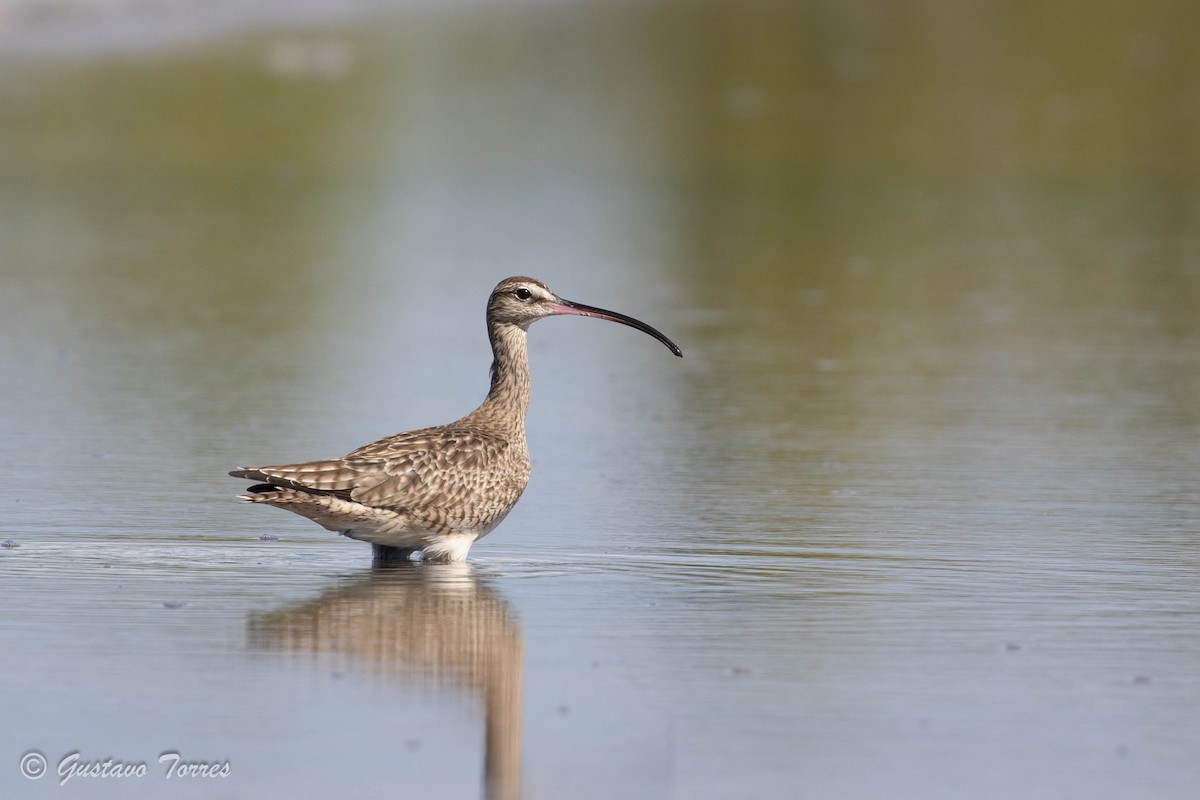 Whimbrel - Gustavo  Torres