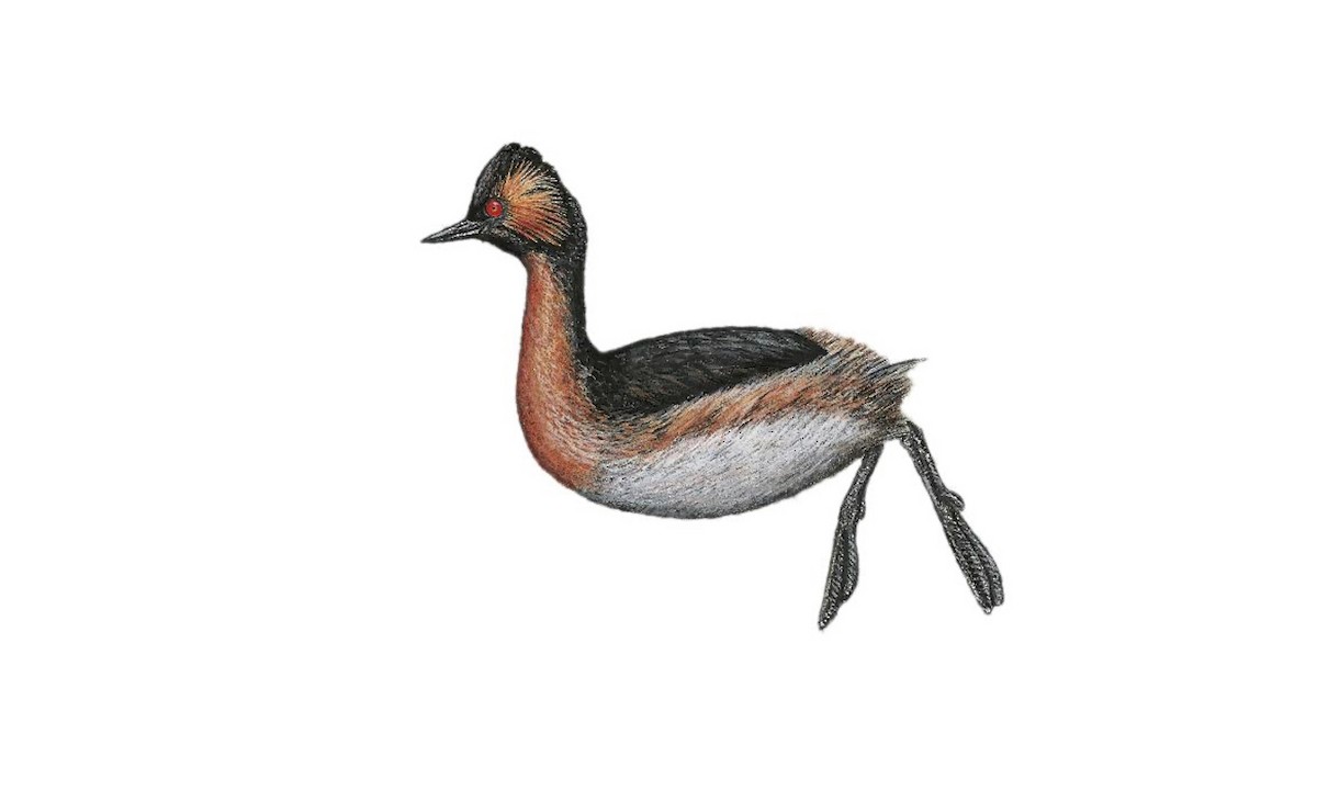 Colombian Grebe - Podiceps andinus - Birds of the World