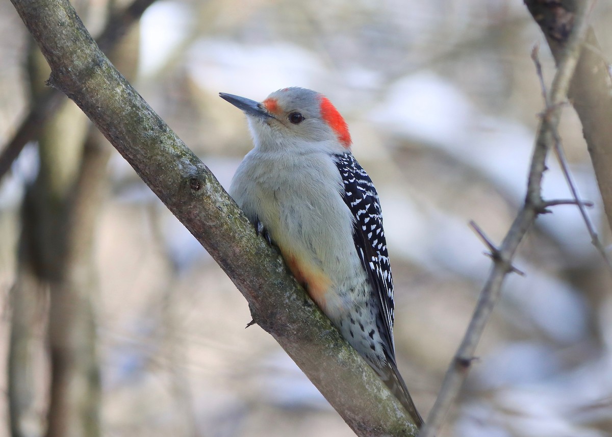 Red-bellied Woodpecker - ML613568859