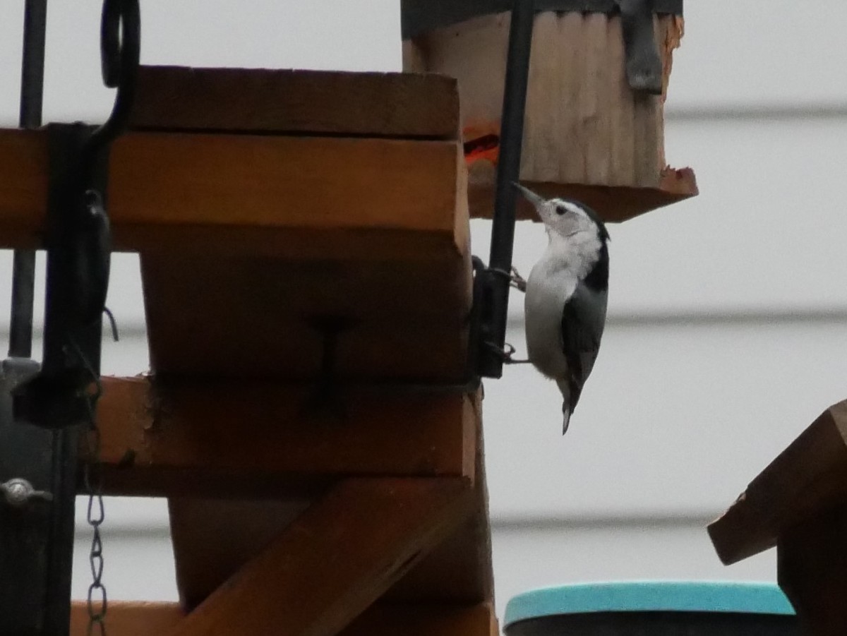 White-breasted Nuthatch - Al Hooks