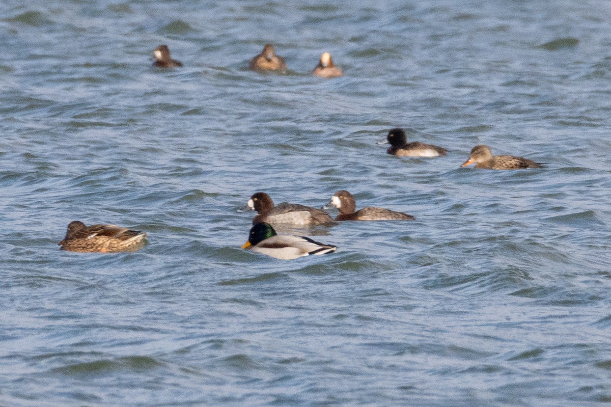Greater Scaup - ML613569032