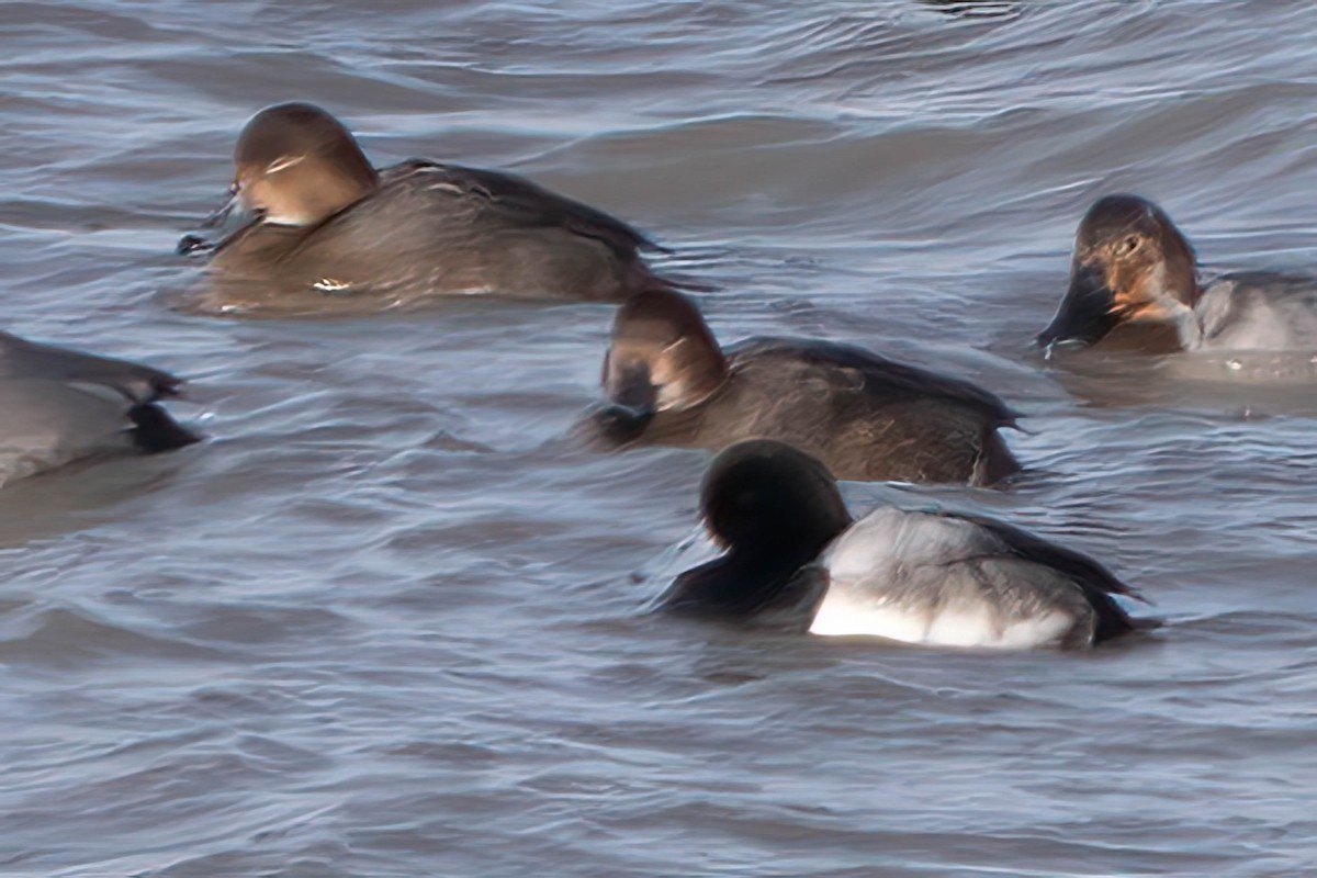 Greater Scaup - ML613569266
