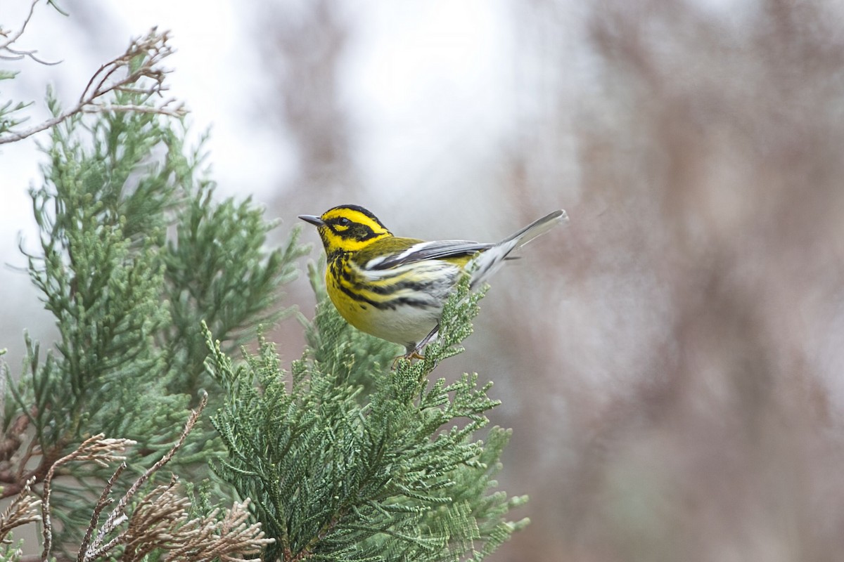 Townsend's Warbler - Kevin Thomas